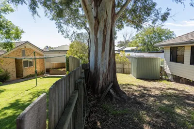 Boundary tree growing on a shared fence line in Wollongong