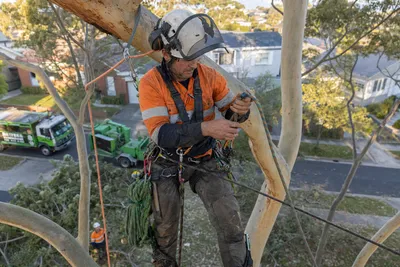 Qualified arborist working with a two rope climbing system in a backyard eucalyptus in Wollongong