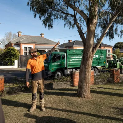 Tree Removal pricing in Wollongong
