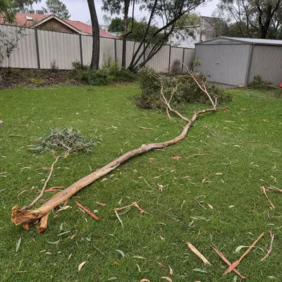 Before: Snapped limb across the carport after a south-easterly, Wollongong