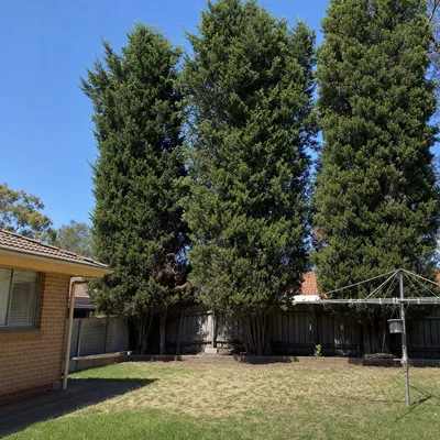 Before: Old pine row along a back boundary, Wollongong