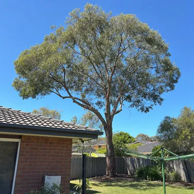 After: Crown lift over a deck and pool, Wollongong
