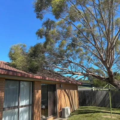 Before: Crown lift over a deck and pool, Wollongong