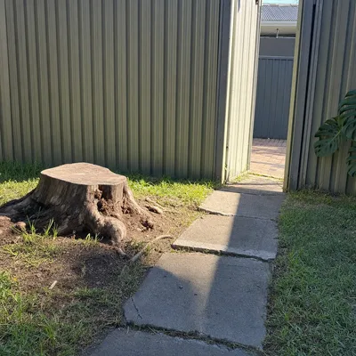 Before: Three old stumps ground for a paving job, Wollongong