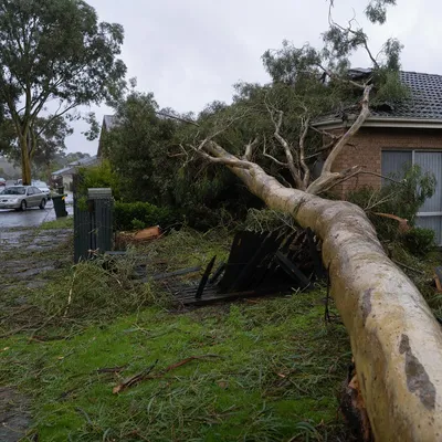Emergency Tree Services services in Wollongong by local qualified arborists