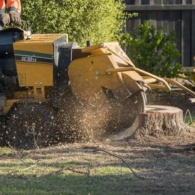 Stump Grinding services in Wollongong by local qualified arborists